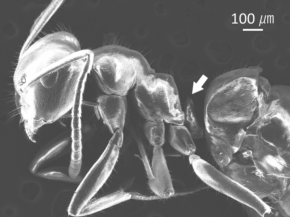 腹柄節が１つの個体