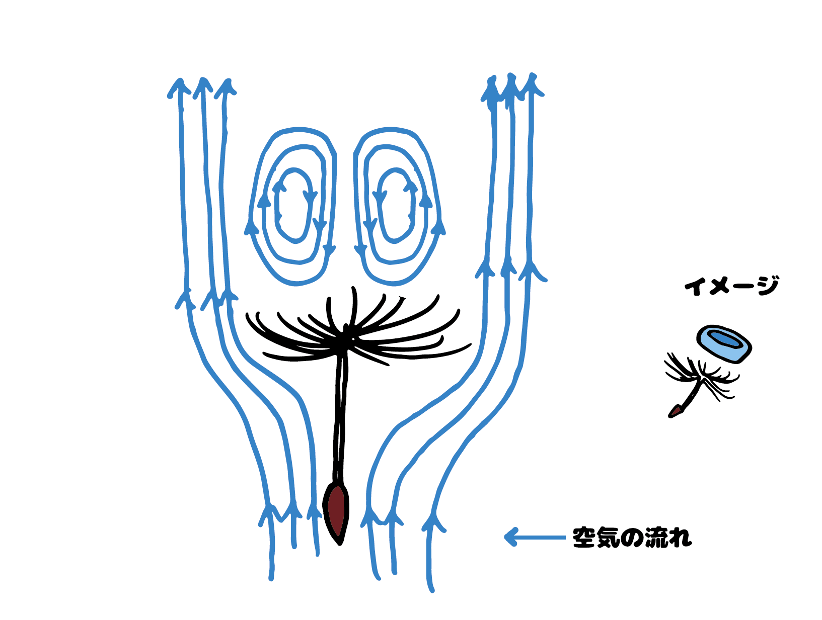 綿毛_上昇気流