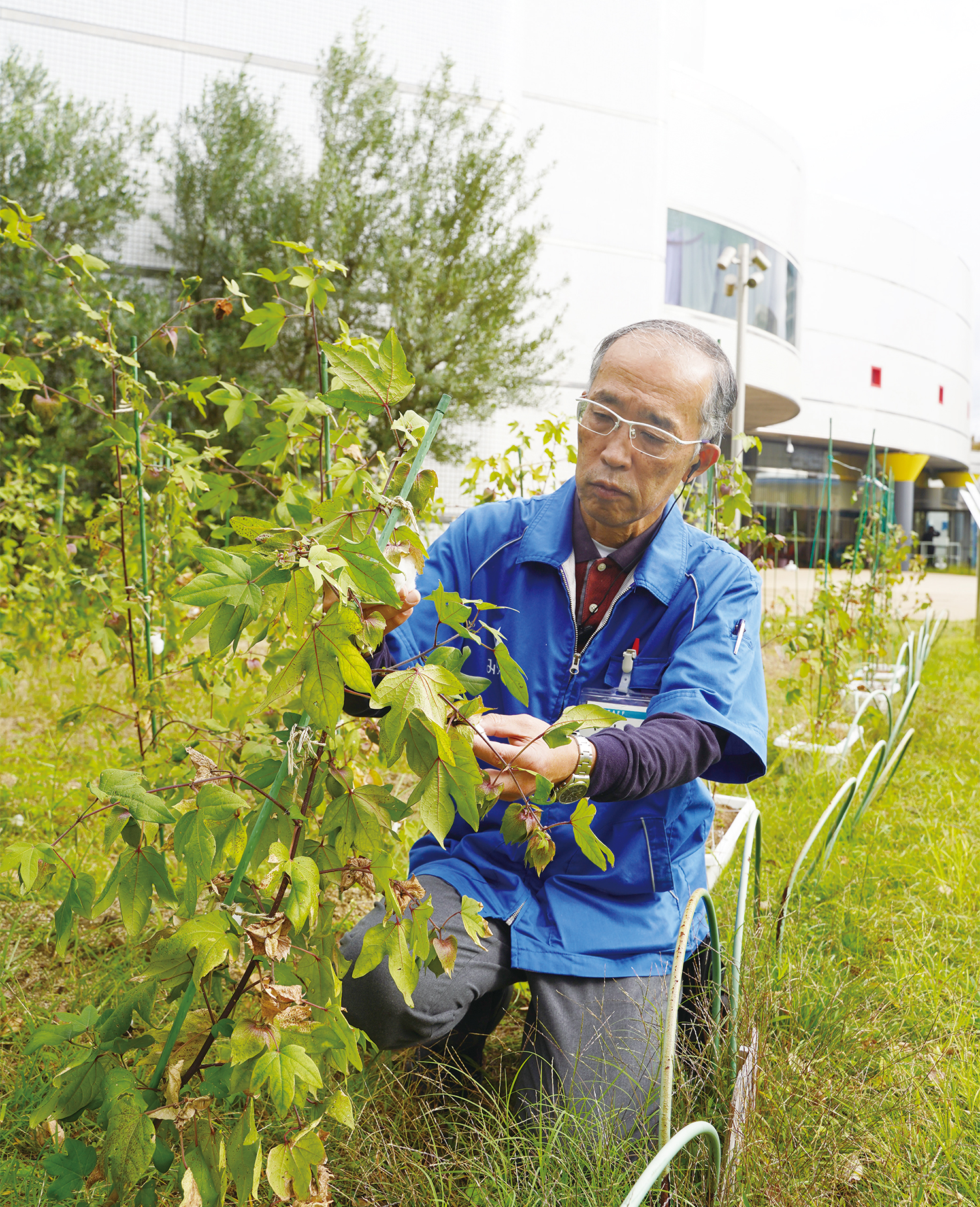 山下さんが綿花を採取している写真