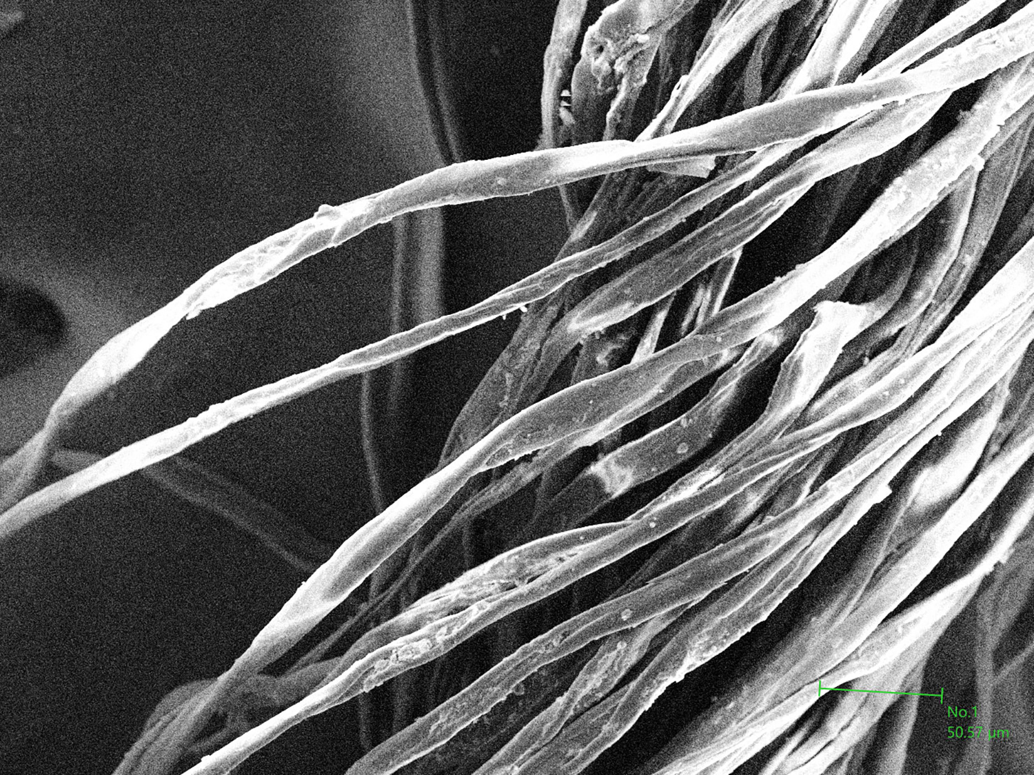 綿糸を電子顕微鏡で300倍に拡大した画像