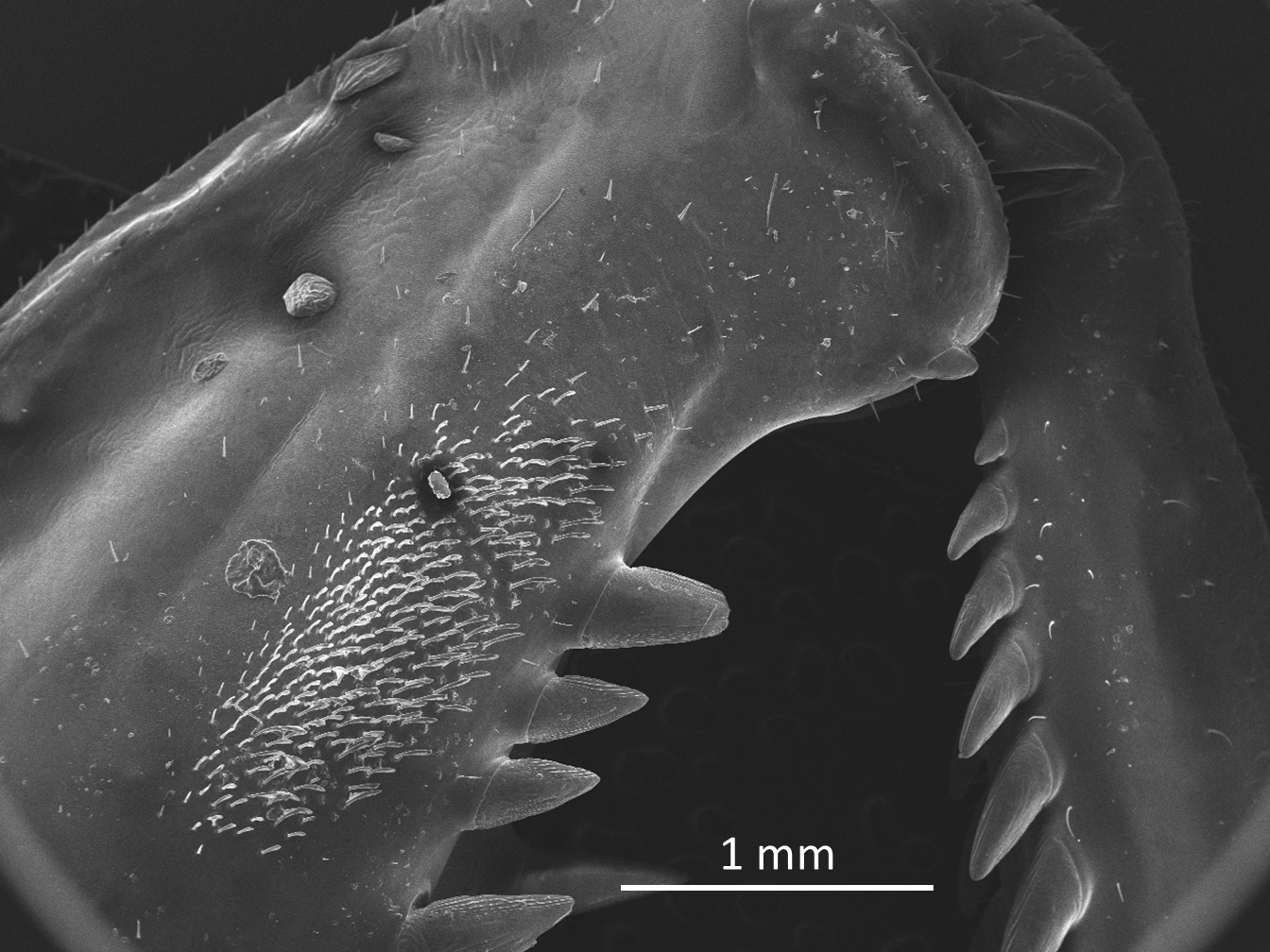 カマキリの前脚